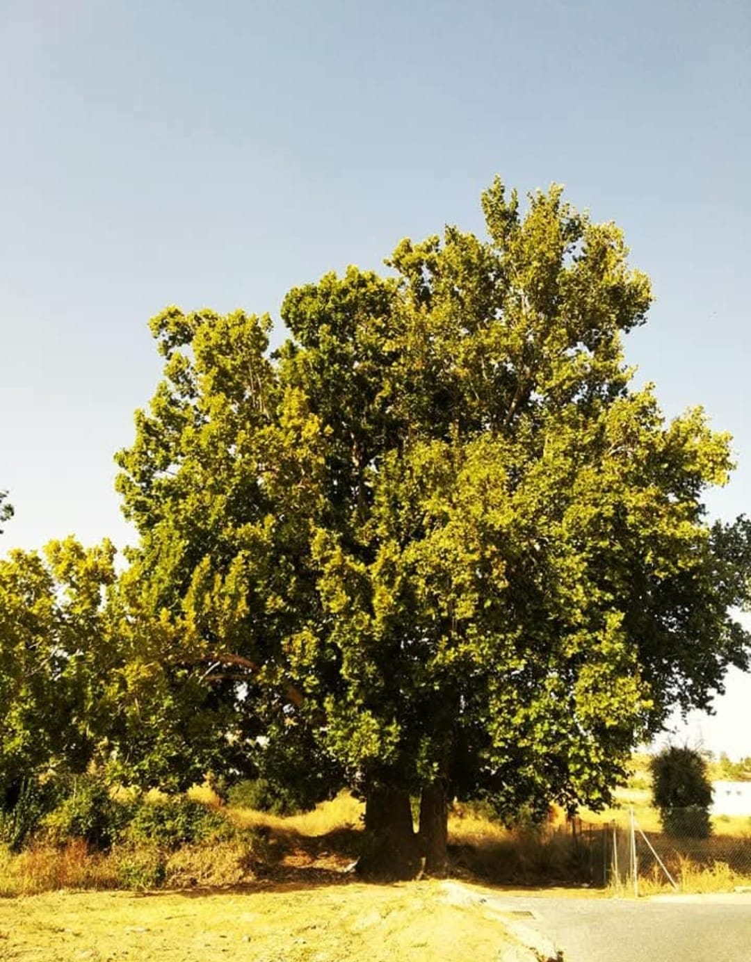 Platano Sombra Acequia Albaricoque Foto 3